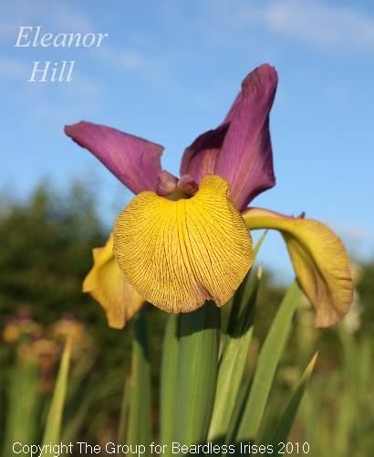 Eleanor Hill 3